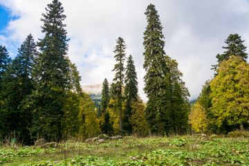 Fototapeta na wymiar Autumn landscape in the mountains of Abkhazia.