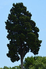 Baum
