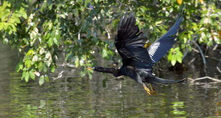 Flying Anhinga bird, commonly known as the snakebird,