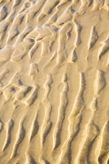 dune morocco in   beach near atlantic