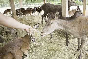 Deer eating hay