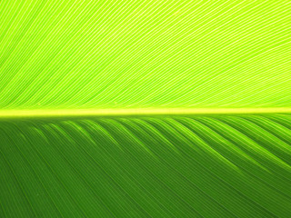 Texture of a green leaf as background