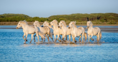 White Horses running on the  water in sunset light.