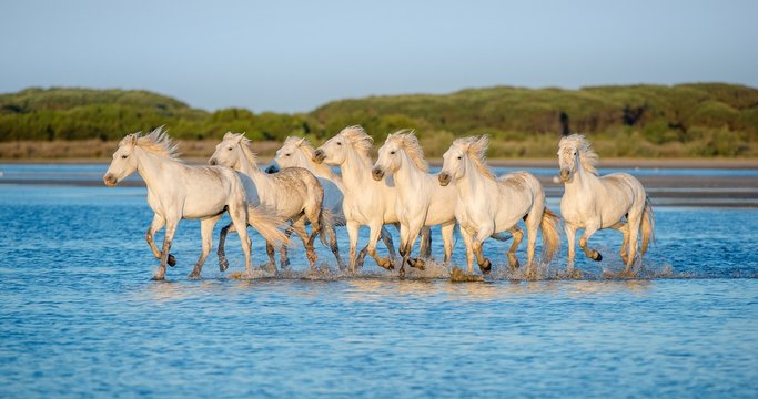 White Horses Running On The  Water In Sunset Light.