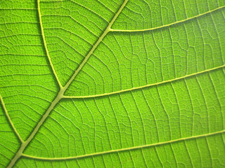 closeup pattern of green teak leaf