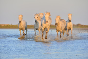 Herd of white horses running on the water