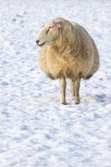 One sheep standing in meadow covered with snow