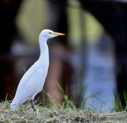 The cattle egret (Bubulcus ibis). Cattle Egret (Bubulcus ibis ibis) in winter plumage foraging in a marsh.