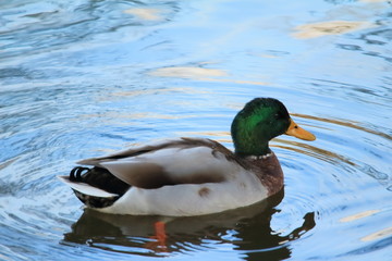 Obraz premium Stockente (Anas platyrhynchos)