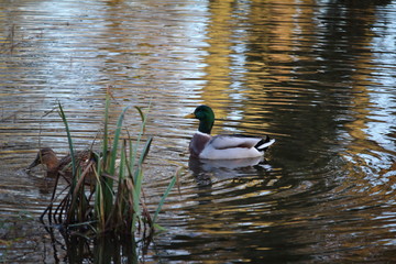 Stockente (Anas platyrhynchos)