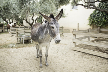 Donkey in block
