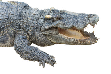 Crocodile Opening Mouth Isolated on White Background