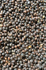 Coffee Beans Background.