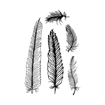 hand draw set of feathers on a white background