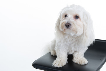 Maltese puppy, 12 months old, sitting in front of white background