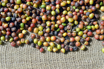 Coffee Beans Background.