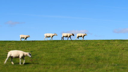 Schafe und der Deich