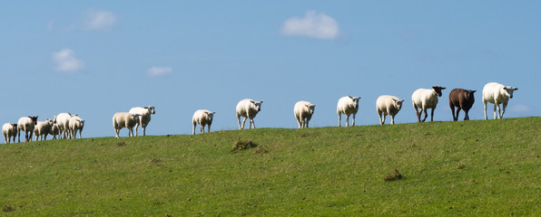 Schafe gehen in einer Reihe auf dem Deich