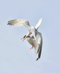Two Common Tern (Sterna hirundo) interacting in flight