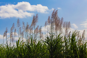 穂が出たサトウキビ