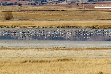 Flocks of cranes in the lagoon of Gallocanta in Teruel, Spain.