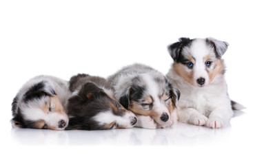 Four puppies on a white background
