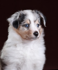 Small Sheltie puppy portrait