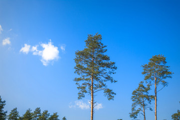 tree