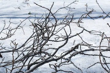 Branches on snow