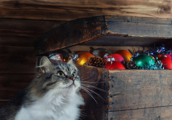 An old box with Christmas decorations and a cat.