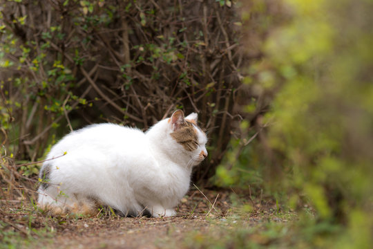 寒さの中 縮こまるのらねこ Stock 写真 Adobe Stock