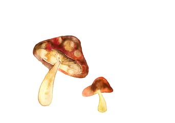 Fototapeta premium きのこ