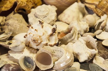 Background of seashells