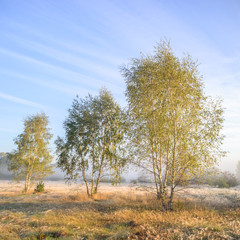 fog near lake