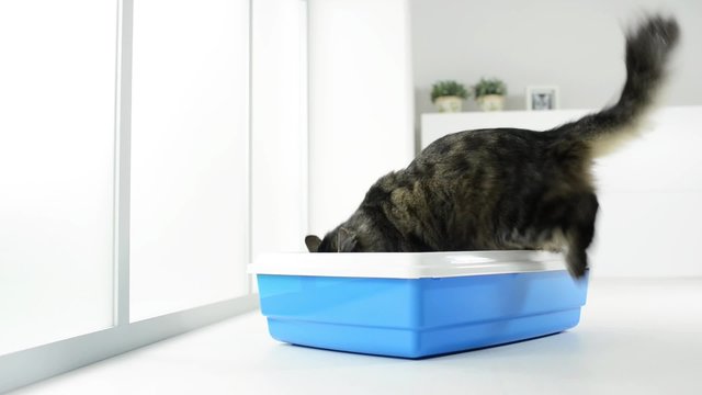 Long hair cat using the litter box at home, pet care and hygiene concept