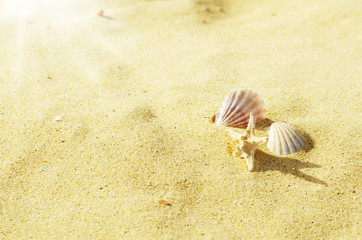 Seashells on the sand