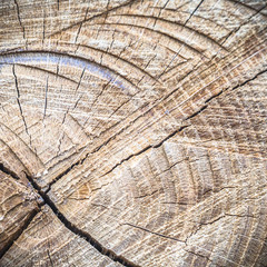 Fototapeta premium wood