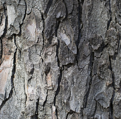 Tree bark texture