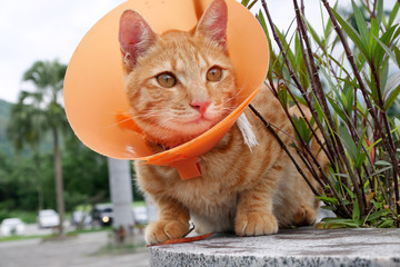 The cute cat wearing the orange plastic cone collar.