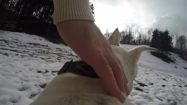 Owner POV Of Petting His Dog