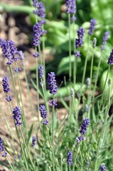 Lavendel im Garten