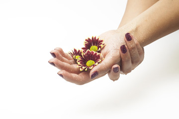 Female hands and flowers on white background