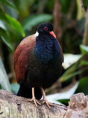 Pheasant pigeon (Otidiphaps nobilis)