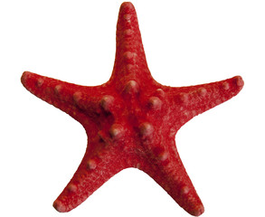 Starfish