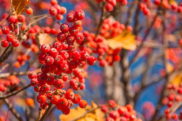 Red autumn rowan