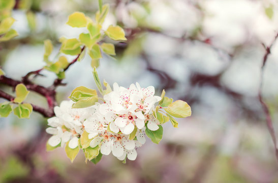 blooming wild pear colorful soft bokeh natural spring background