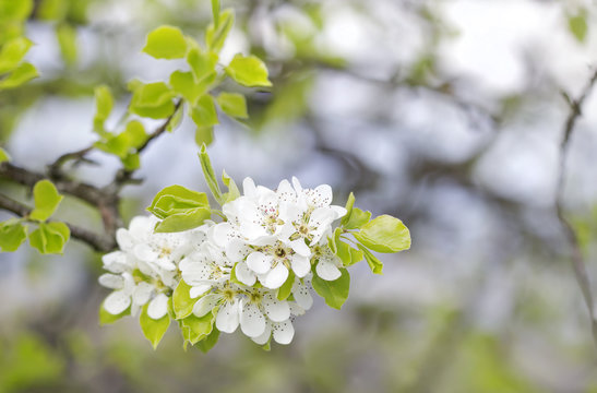 blooming wild pear beautiful spring background