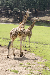 Giraffe Walking