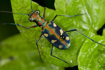 Tiger Beetle