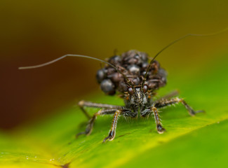 Ant-Snatching Assassin Bug (Acanthaspis sp.)